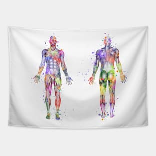 Human Body Muscles Watercolor Tapestry