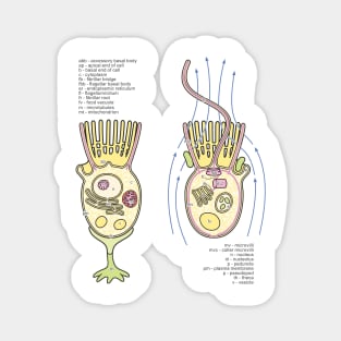 Choanoflagellate Structure Diagram with Labels Magnet