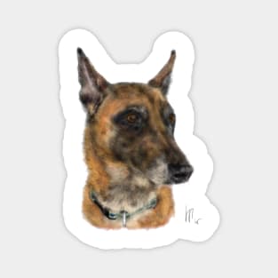 A Handsome Belgian Shepherd Dog Magnet