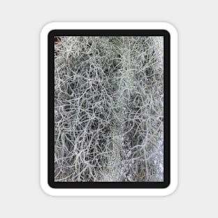 Spanish Moss Magnet