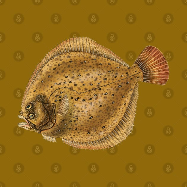 Turbot (Scophthalmus maximus) - flatfish scientific illustration. by Luggnagg