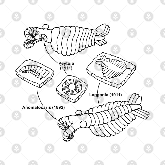 Anomalocaris and Associated Fossils Black Line Drawing by taylorcustom