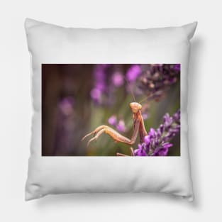 Close-up of A Praying Mantis Pillow