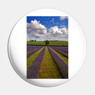 Lavender Field Purple Flowers Cotswolds England Pin