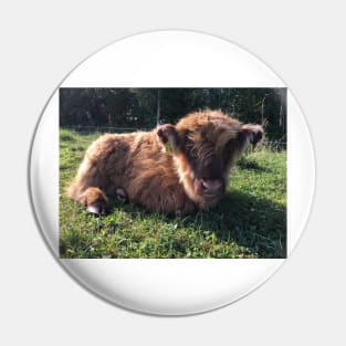 Scottish Highland Cattle Calf 1512 Pin