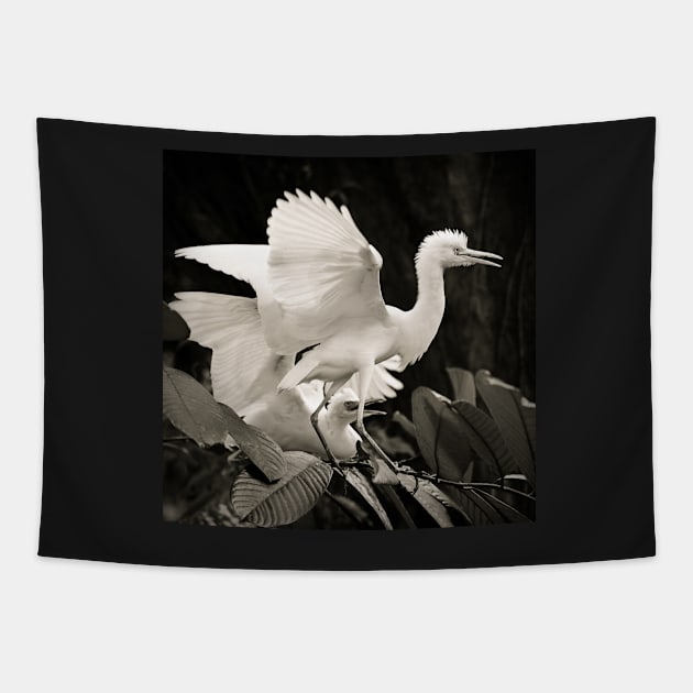 Cattle egret courtship display Tapestry by Juhku