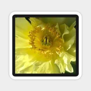 Yellow Blossom Flower Power! Magnet