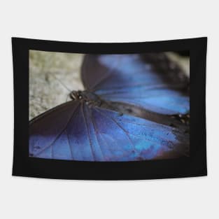 Blue Morpho Butterfly Tapestry