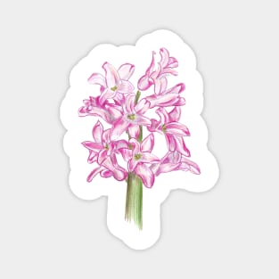 Hyacinth Magnet