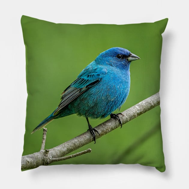 Indigo Bunting Pillow by jaydee1400