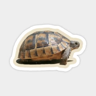 Sideview of A Walking Turkish Tortoise Isolated Magnet