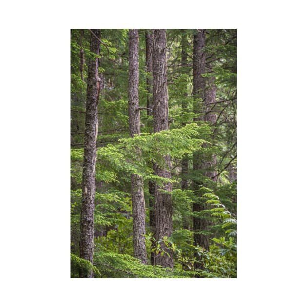 Evergreen Forest - Manning Provincial Park by Amy-K-Mitchell