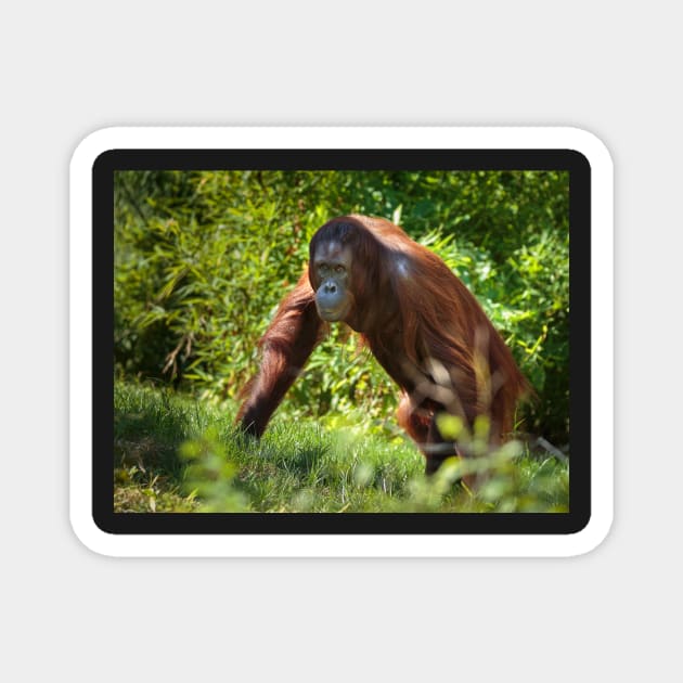 Orangutan in the forest Magnet by naturalis