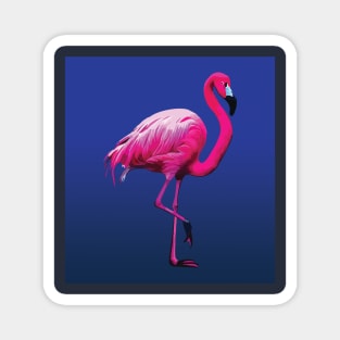 Striking Pink Flamingo on blue Magnet