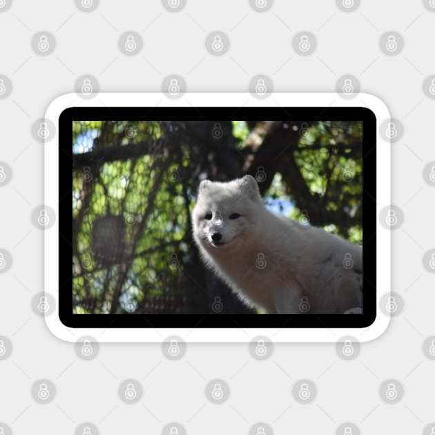 Arctic Fox Magnet by MarieDarcy