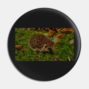 Kingston Park Hedgehog Pin