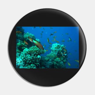 RED SEA MARINE LIFE Pin