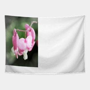 red bleeding hearts, soft background 2 Tapestry