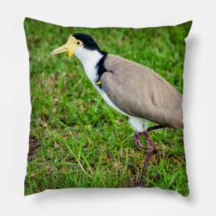 Australian Masked Lapwing (Plover) Pillow