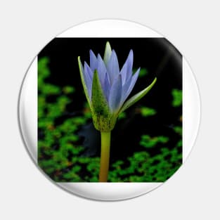 Blue Egyptian Lotus Pin