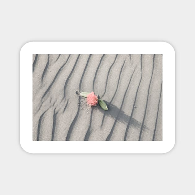 pohutukawa flower on grey wind rippled sand Magnet by brians101