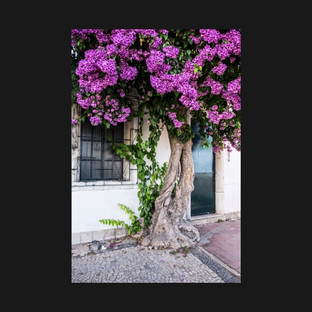 Old bougainvillea with pink blossom by RosNapier