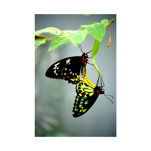 Mating Cairns Birdwings by GP1746