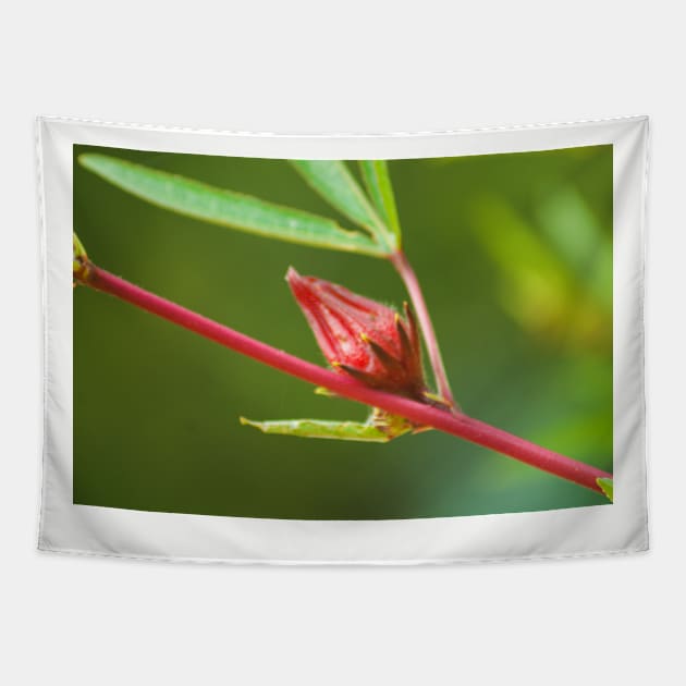 blla red bud Tapestry by pcfyi