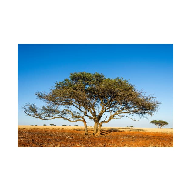 Camel thorn acacia tree in the Kalahari (C021/1700) by SciencePhoto