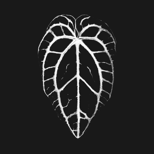 ANTHURIUM CRYSTALLINUM VEINS by plantees-id