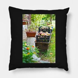 Harvest time, apples in plastic basket on vintage wooden terrace Pillow