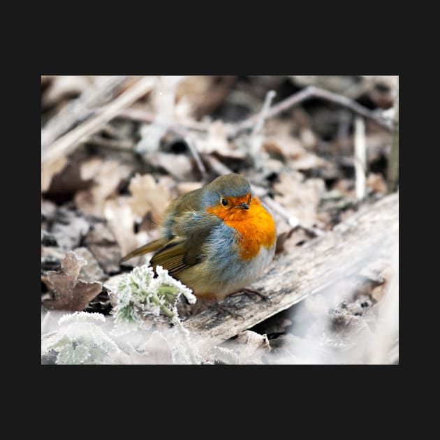 Frosty Robin by GrahamPrentice