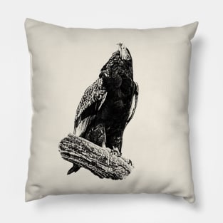 Bateleur Pillow