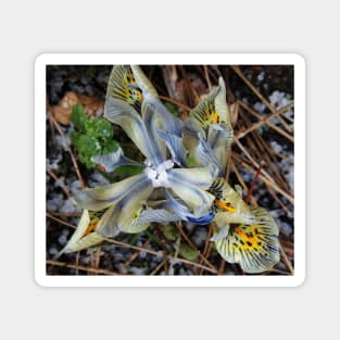 It Hailed On My Dwarf Iris Magnet