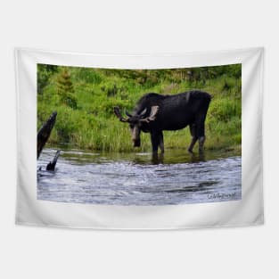 Moose at the Colorado River Tapestry