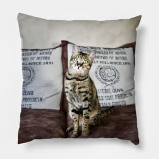 Savannah Cat 1 / Swiss Artwork Photography Pillow