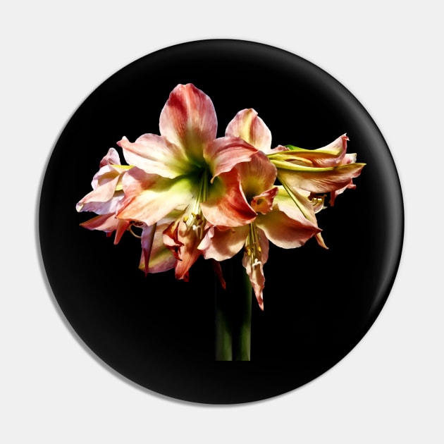 Amaryllis - A Lovely Pink and White Amaryllis Pin by SusanSavad