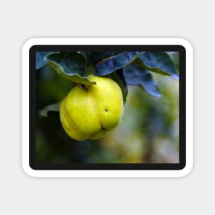 Yellow ripe quince on branch Magnet