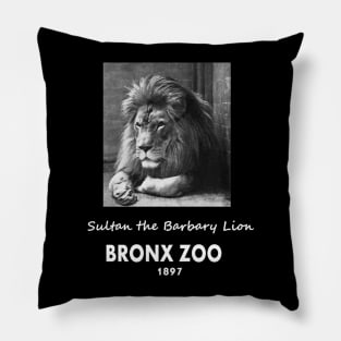 ART OF ZOO - LIONPHOTOGRAPH- SULTAN THE BARBARY LION, BRONX ZOO -1897 Pillow