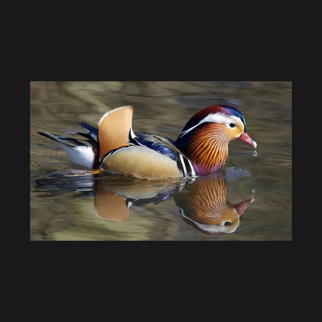 Mandarin duck on water with reflection by Simon-dell