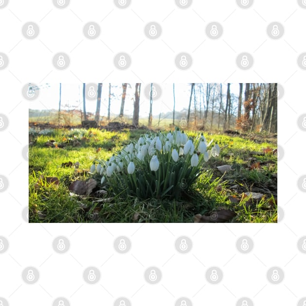 Snowdrops in the Shade by Natural Distractions