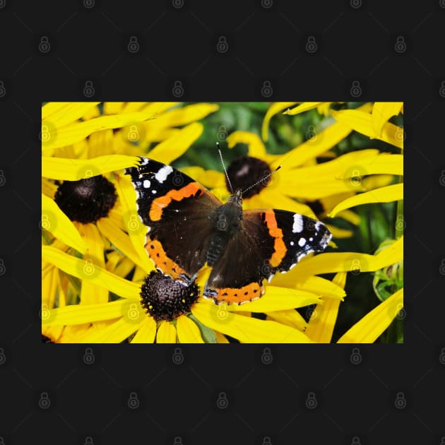 Vanessa Atalanta on Rudbeckia by AH64D