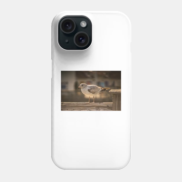 California gull in myrtle beach Phone Case by KensLensDesigns