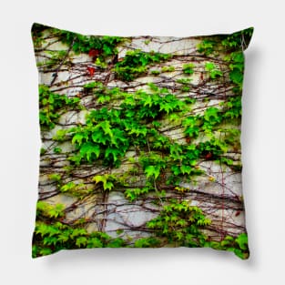 View from San Leucio at a wall with a growing plant Pillow