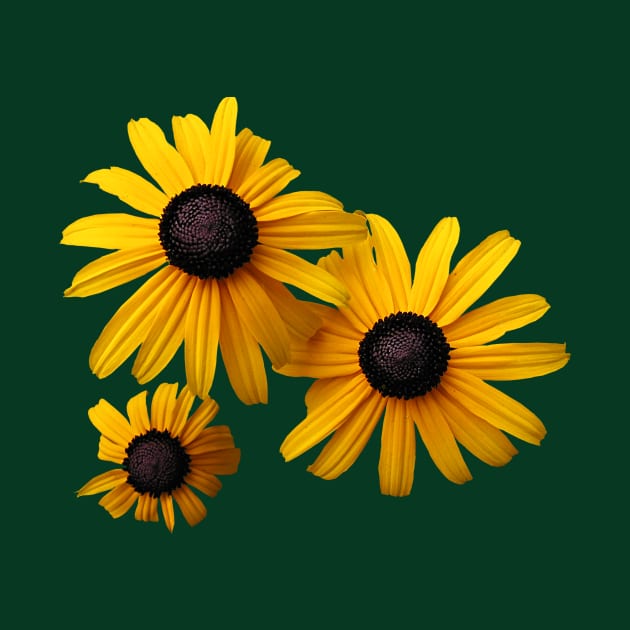 Black Eyed Susans - Three Black-Eyed Susans by SusanSavad