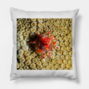 Cryptic Teardrop Crab Pillow