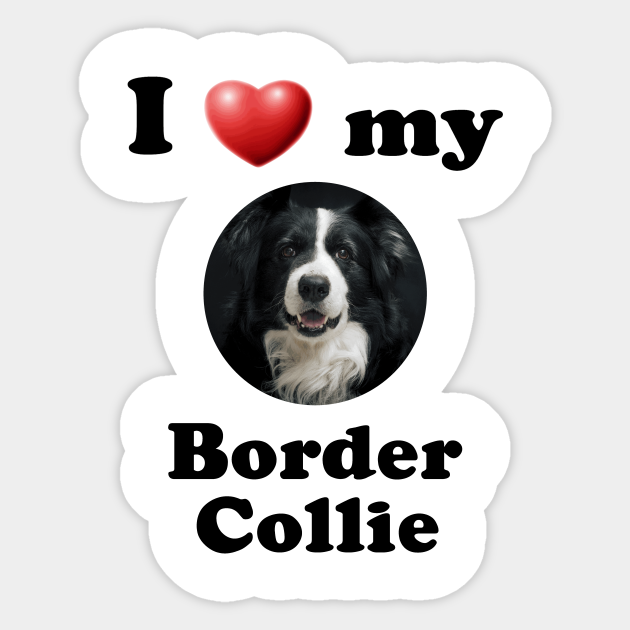 my border collie