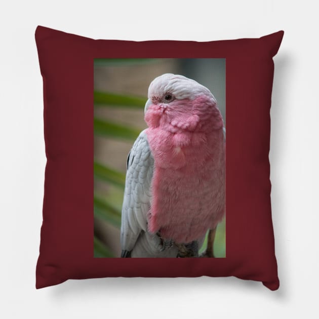 Galah Pillow by Jacquelie