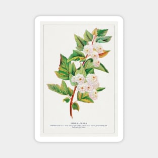 Spirea Aurea Flowers lithograph (1900) Magnet