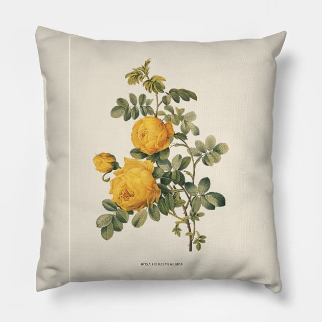 Yellow Rose Antique Botanical Illustration Pillow by Antiquated Art